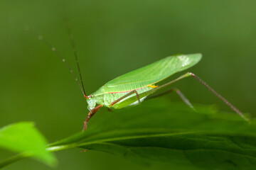 grasshopper
