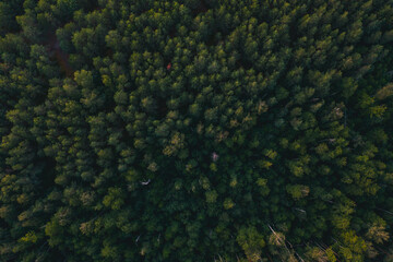 Aerial scene, Forest tree top view. Green. Pine forest.