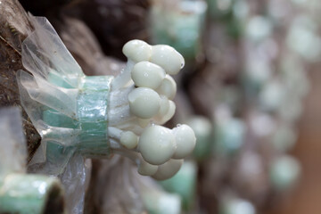 mushroom farm
