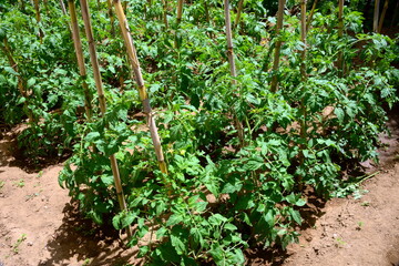Tomato plant, the flowers are formed on racemic inflorescences that arise at the axil of the leaves