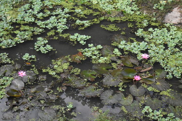 Obraz na płótnie Canvas Pink lotus flowers grown in green dirty water with leaves