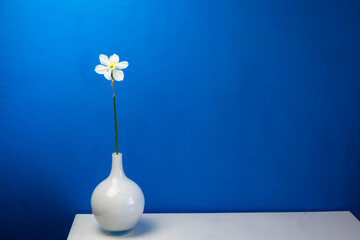 Daffodil narcissus flowers bouquet on a blue background copy space for text in a glass vase