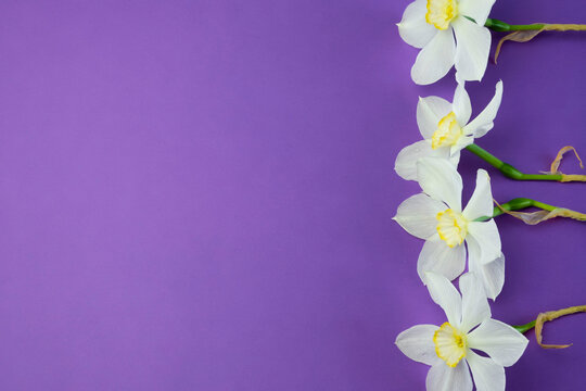 Daffodil narcissus flowers bouqet on a lilac violet background flat lay frame top view, free copy space for text