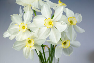 Fototapeta na wymiar Daffodil narcissus flowers bouquet on a blue background copy space for text in a glass vase
