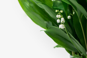 Obraz premium Green blooming lilies of the valley may in a vase on a white background with a place for text or inscription