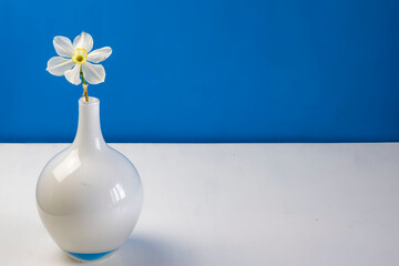 Daffodil narcissus flowers bouquet on a blue background copy space for text in a glass vase