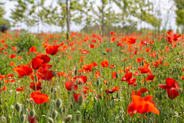 Field of poppies in the sunlight and young poplars on the blurred background