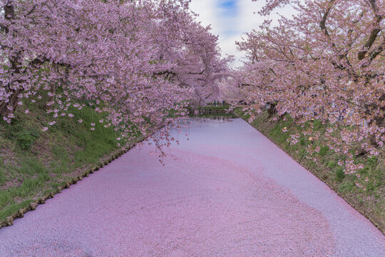 日本　桜　弘前公園　桜並木　花筏　