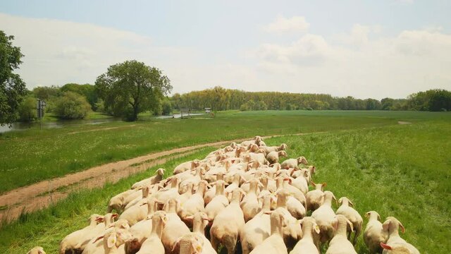 Schafe auf Weide 01