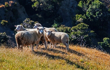 Scenic View with Sheep in Dunedin, New Zealand