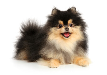 Happy Pomeranian puppy - 434591514