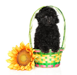 Black poodle puppy in a basket with a sunflower