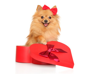 Happy dog with a red bow