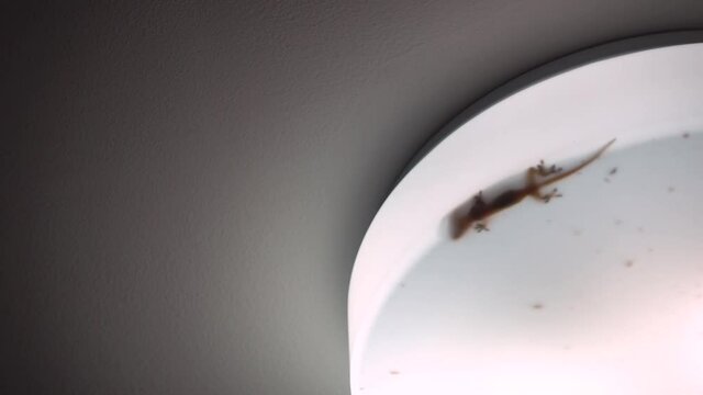 lizard in a lampshade on the ceiling