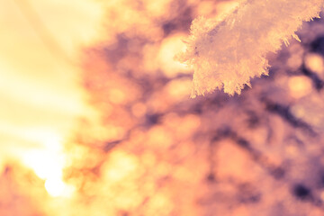 Tree branch under snow in the sunlight. Close-up view