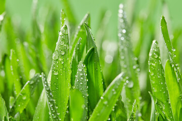 Morning dew on grass close-up