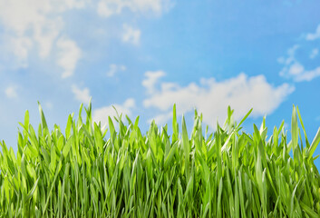 Grass border with sky background