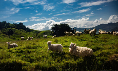 Fototapeta premium Scenic View with Sheep in Dunedin, New Zealand
