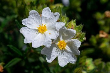 Obraz premium the flowers in my garden