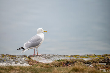 Single Standing Seagull