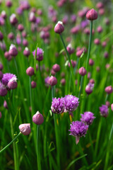Fototapeta premium A field of flowering chives