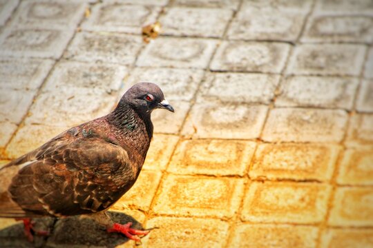 pigeon on the fence