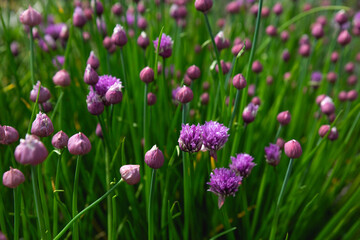 A field of flowering chives