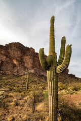Saguaro Cactus near a mountain in the desert of Arizona