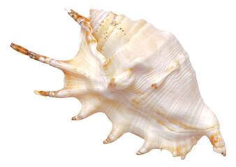 beautiful isolated marine shell on white background