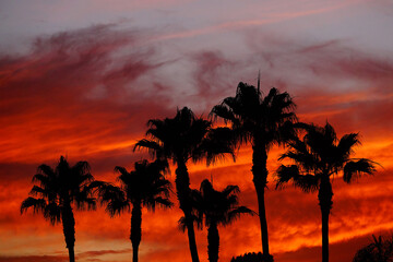 A silhouette of palm trees during an orange sunset