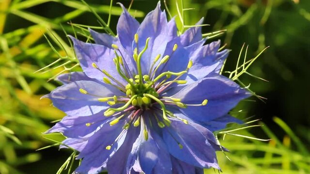 Flowering blue Nigella. 
These flowers are always beautiful and they are used in landscape design.