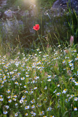 Chamomile flowers growing in a meadow. Selective focus.