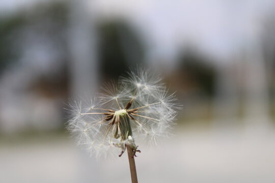 dandelion seed head