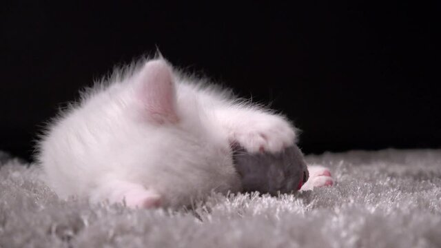 A white cute furry kitten Turkish Angora playing with toy on the carpet