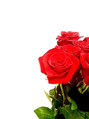 Bouquet of red roses on a white background. Close-up. Copy space.