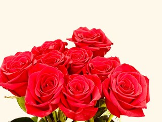 Bouquet of red roses on a white background. Close-up. Copy space.
