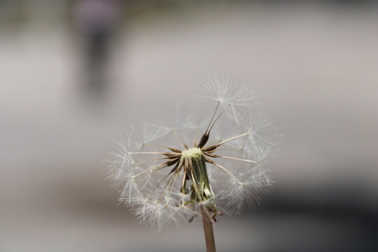 dandelion seed head