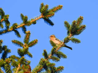 Common chaffinch - Fringilla coelebs - singing