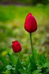 Obraz premium red tulips in the garden