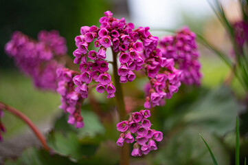 close up of lilac flowers