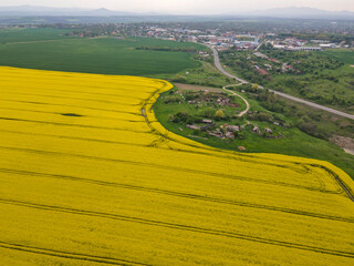 Blooming rapeseed field near city of Haskovo, Bulgaria