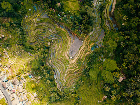 Aerial drone view of top-down shot over the famous Tegalalang rice terrace in Ubud, Bali, Indonesia