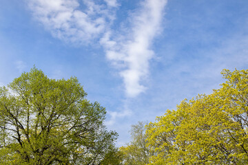 Blue sky in spring with light clouds and tree tops