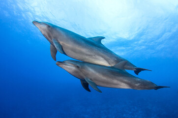 Couple of dolphins
