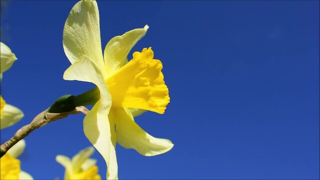 Gelbe Narzisse schwanken leicht im Wind, Bl&uuml;te reckt sich in den dunkelblauen Himmel im Fr&uuml;hling, mehrere Bl&uuml;ten im Hintergrund, April