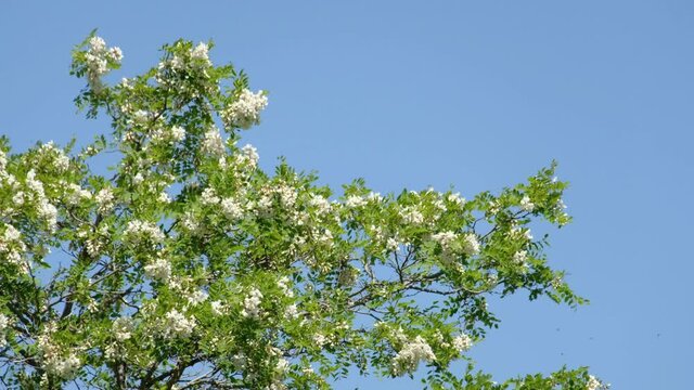 acacia tree flowers moved by the wind in springtime