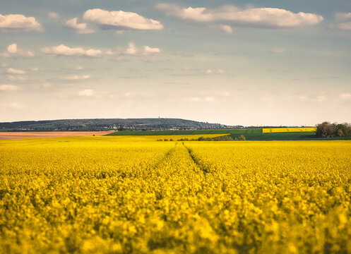 Trace d'un tracteur dans un champ de colza