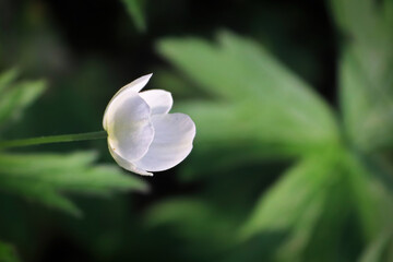 Fototapeta premium Closeup of wild Anemone growing in the Candian forest