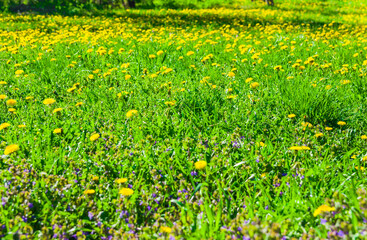 Obraz premium Yellow dandelions in the field on the spring shiny day. Many yellow dandelions on the green lawn
