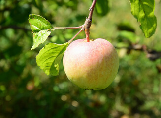 Red yellow Apple hanging on a branch with leaves